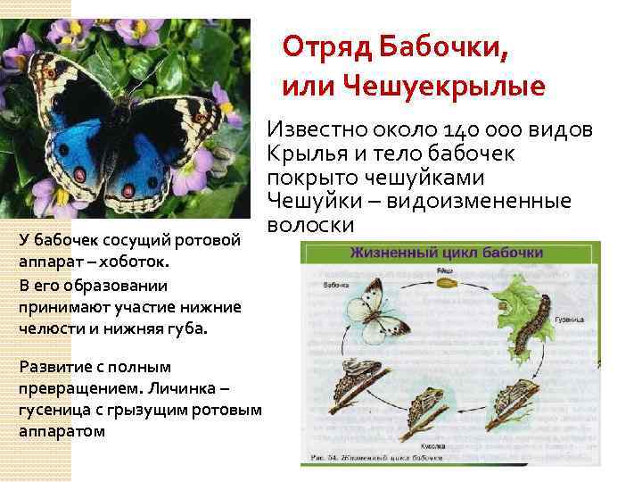 Отряд Бабочки, или Чешуекрылые У бабочек сосущий ротовой аппарат – хоботок. В его образовании
