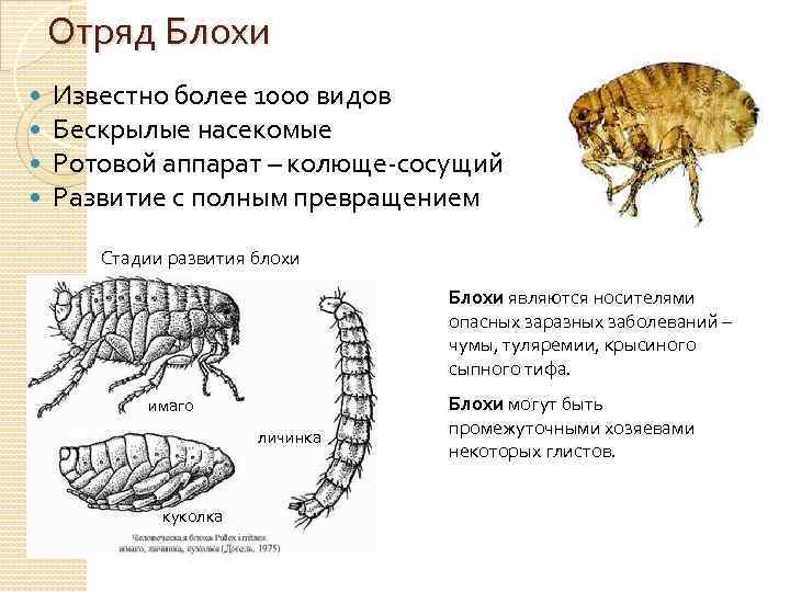 Отряд Блохи Известно более 1000 видов Бескрылые насекомые Ротовой аппарат – колюще-сосущий Развитие с