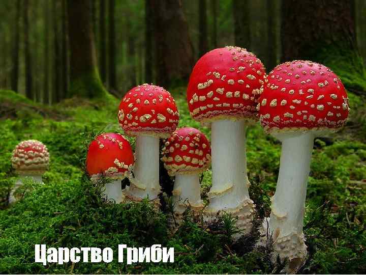 Царство Гриби 