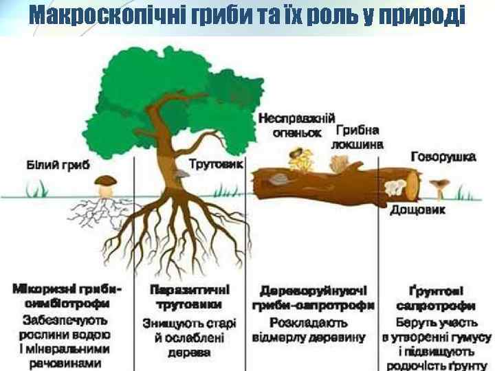 Макроскопічні гриби та їх роль у природі 