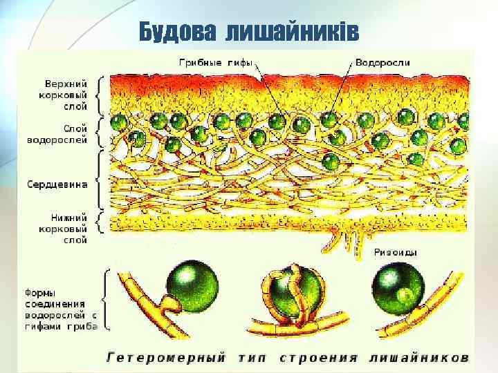 Будова лишайників 