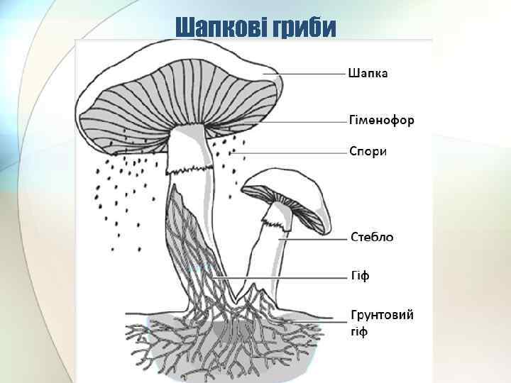 Шапкові гриби 