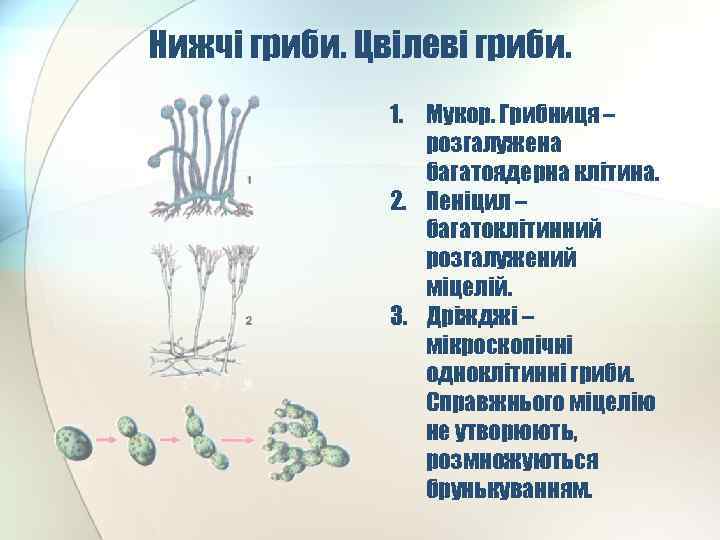 Нижчі гриби. Цвілеві гриби. 1. Мукор. Грибниця – розгалужена багатоядерна клітина. 2. Пеніцил –