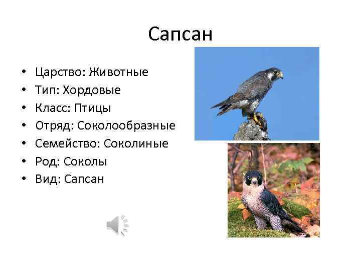 Сокол рождение ребенка. Вид класс семейство род у птиц. Царство Тип класс отряд вид. Птицы царство Тип класс отряд семейство род вид. Птицы отряд класс Тип.