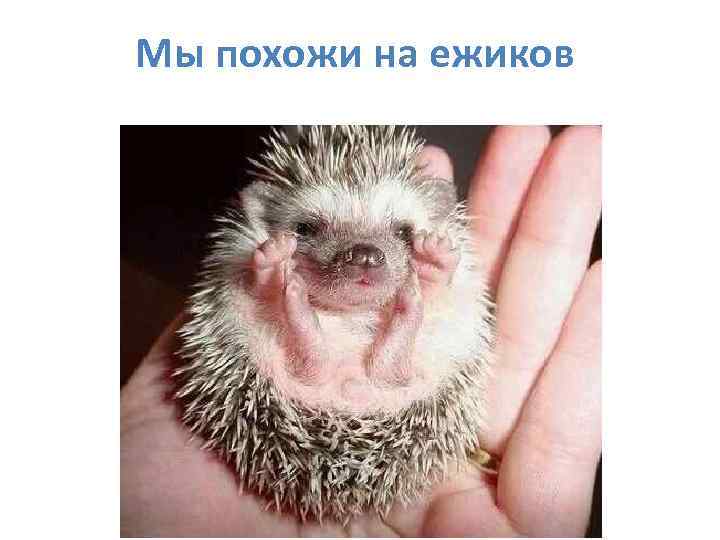 Мы похожи на ежиков 