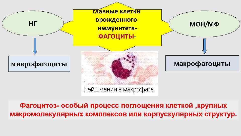 НГ микрофагоциты главные клетки врожденного иммунитета. ФАГОЦИТЫ- МОН/МФ макрофагоциты Фагоцитоз- особый процесс поглощения клеткой