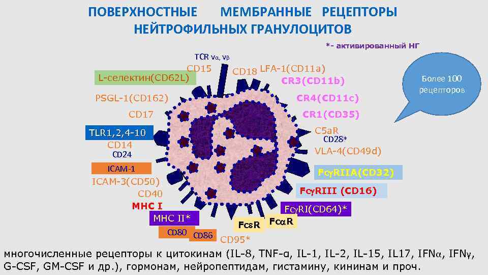 ПОВЕРХНОСТНЫЕ МЕМБРАННЫЕ РЕЦЕПТОРЫ НЕЙТРОФИЛЬНЫХ ГРАНУЛОЦИТОВ *- активированный НГ TCR v , vβ CD 15