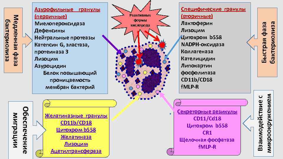 Ингибиторы цитохрома