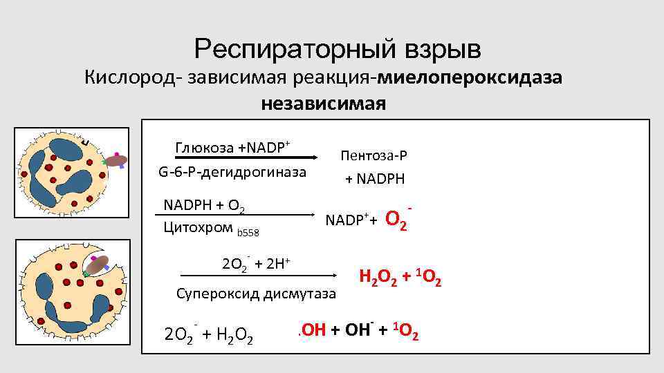 Респираторный взрыв Кислород- зависимая реакция-миелопероксидаза независимая Глюкоза +NADP+ G-6 -P-дегидрогиназа NADPH + O 2