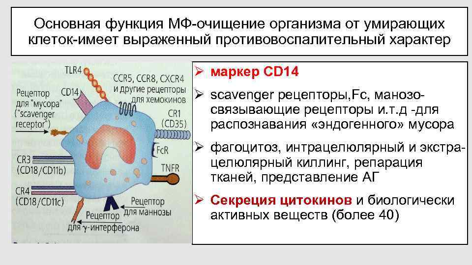 Основная функция МФ-очищение организма от умирающих клеток-имеет выраженный противовоспалительный характер Ø маркер CD 14