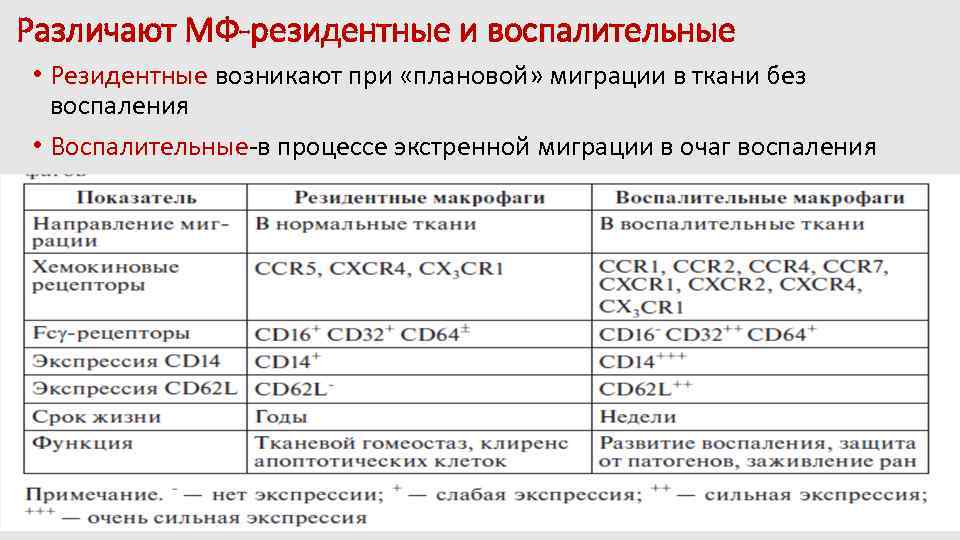 Различают МФ-резидентные и воспалительные • Резидентные возникают при «плановой» миграции в ткани без воспаления