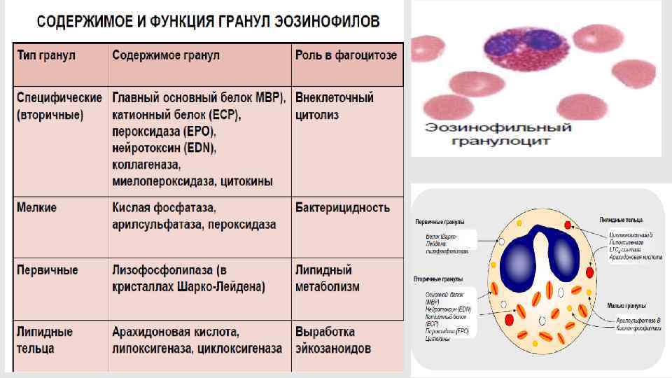 эозинофилы 