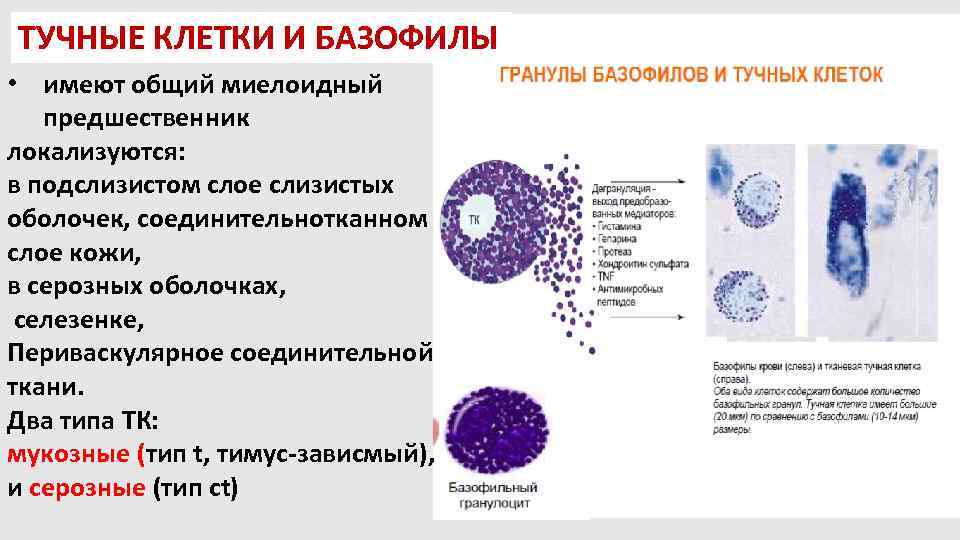 Базофилы спроси врача