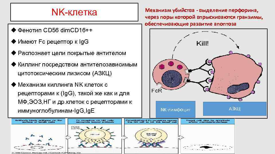 NK-клетка u Фенотип CD 56 dim. СD 16++ Механизм убийства - выделение перфорина, через