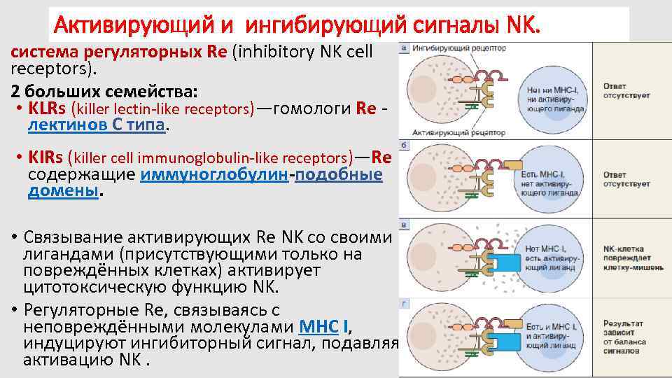 Активирующий и ингибирующий сигналы NK. система регуляторных Re (inhibitory NK cell receptors). 2 больших