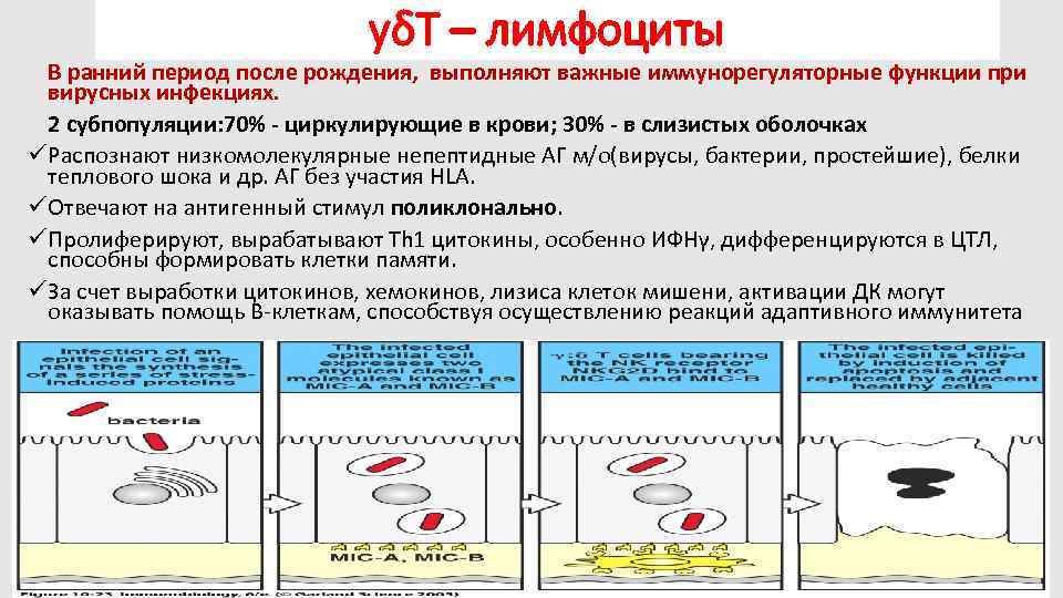 yδT – лимфоциты В ранний период после рождения, выполняют важные иммунорегуляторные функции при вирусных