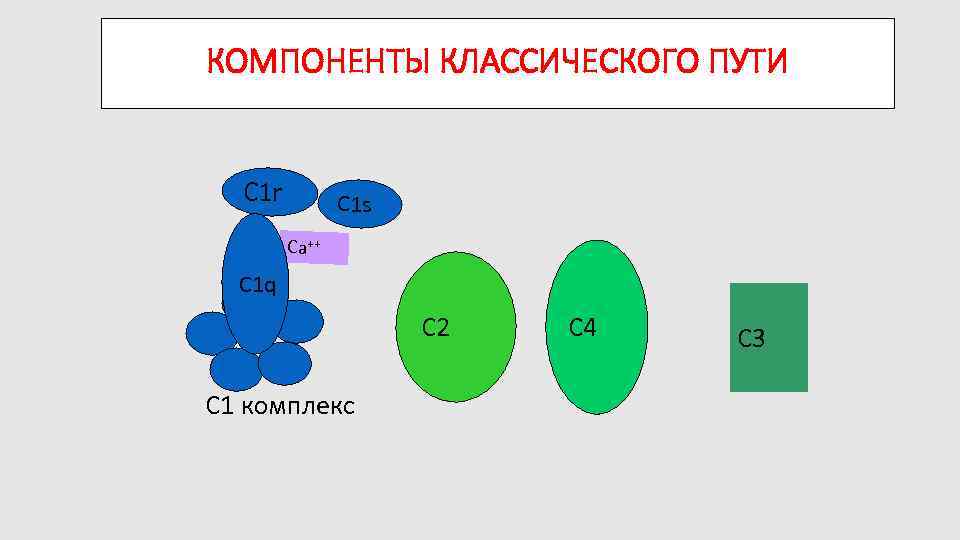 КОМПОНЕНТЫ КЛАССИЧЕСКОГО ПУТИ C 1 r C 1 s Ca++ C 1 q C