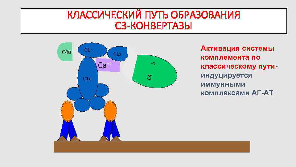 КЛАССИЧЕСКИЙ ПУТЬ ОБРАЗОВАНИЯ C 3 -КОНВЕРТАЗЫ C 1 s Ca++ C 1 q b