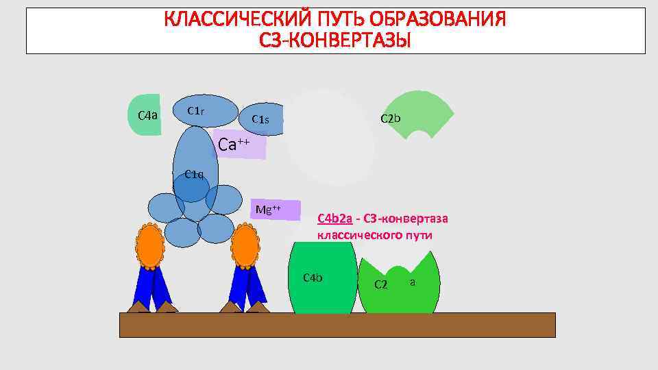 КЛАССИЧЕСКИЙ ПУТЬ ОБРАЗОВАНИЯ C 3 -КОНВЕРТАЗЫ C 4 a C 1 r C 1