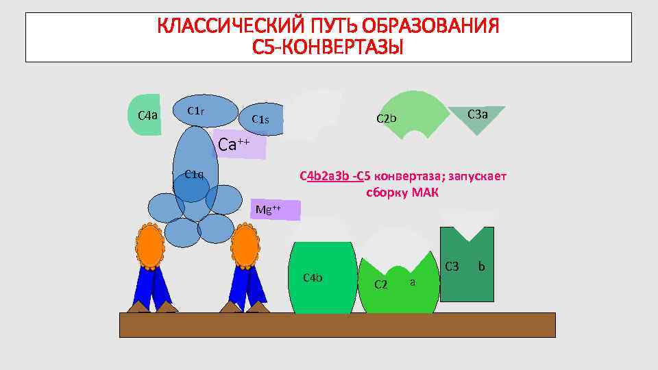 КЛАССИЧЕСКИЙ ПУТЬ ОБРАЗОВАНИЯ C 5 -КОНВЕРТАЗЫ C 4 a C 1 r C 1