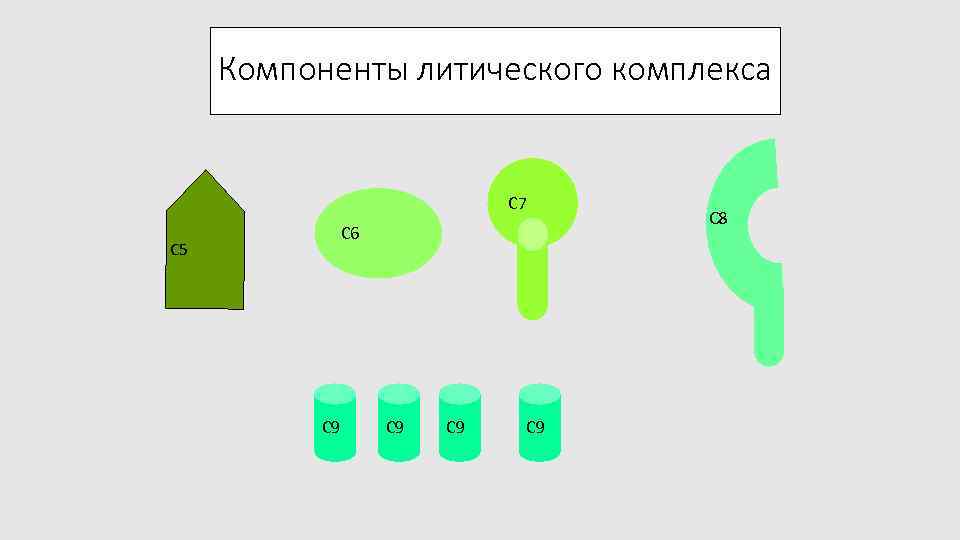 Компоненты литического комплекса C 7 C 6 C 5 C 9 C 9 C