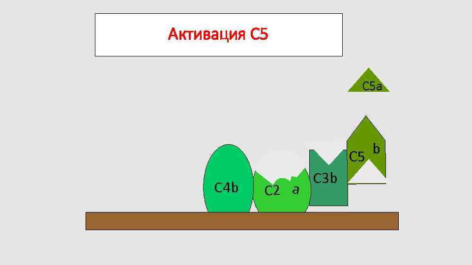 Активация C 5 a C 5 C 4 b C 2 a C 3