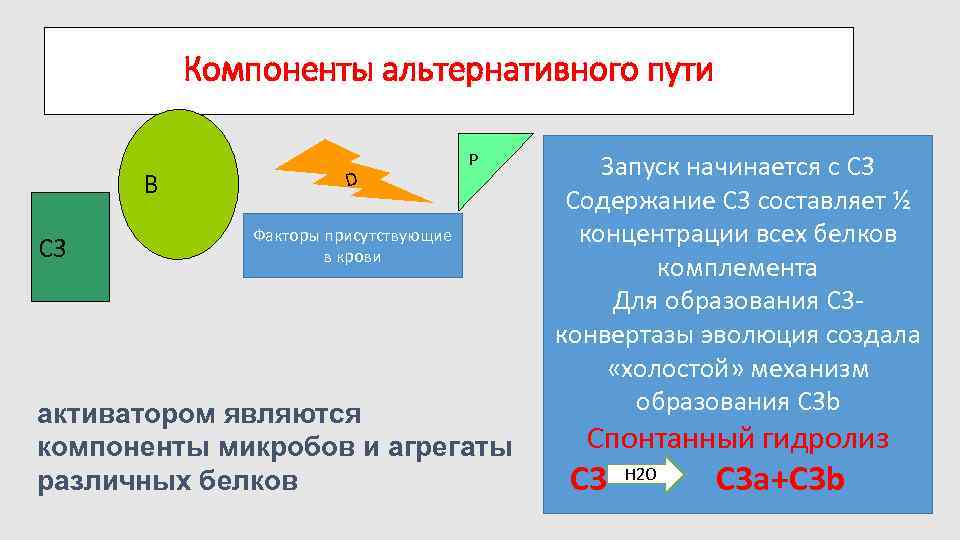 Компоненты альтернативного пути B C 3 D P Факторы присутствующие в крови активатором являются