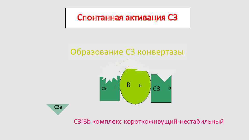 Спонтанная активация C 3 Образование C 3 конвертазы D H 2 O C 3