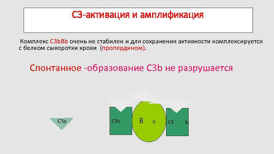 C 3 -активация и амплификация Комплекс C 3 b. Bb очень не стабилен и