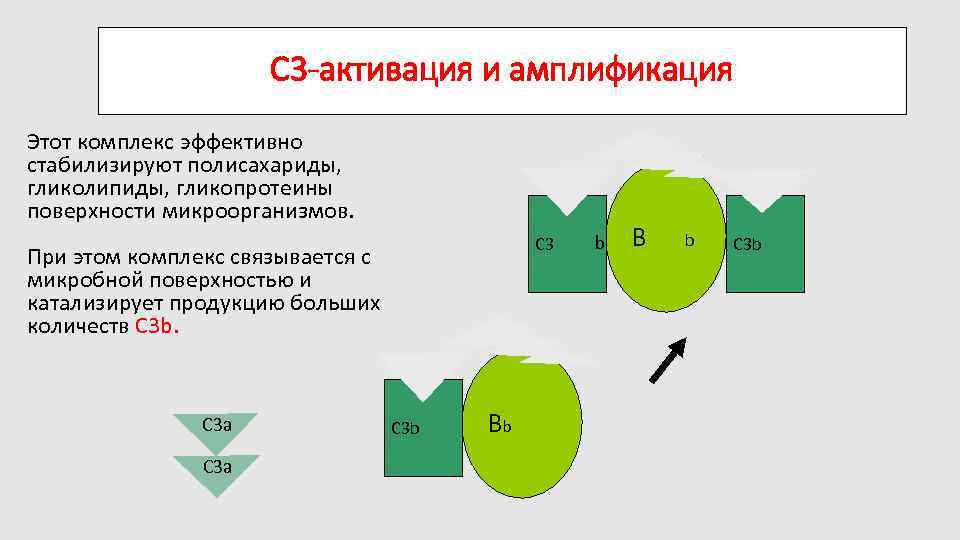 C 3 -активация и амплификация Этот комплекс эффективно стабилизируют полисахариды, гликолипиды, гликопротеины поверхности микроорганизмов.