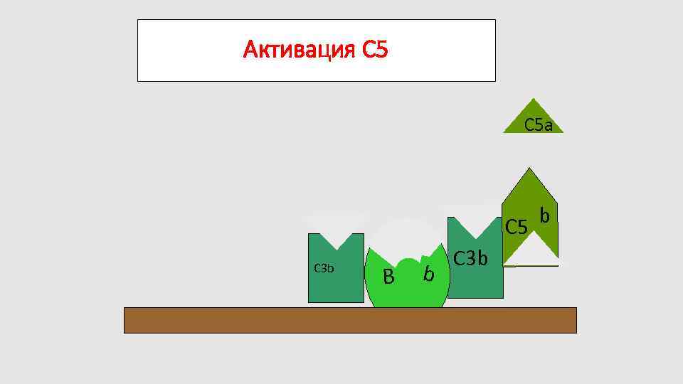 Активация C 5 a C 5 C 3 b В b C 3 b