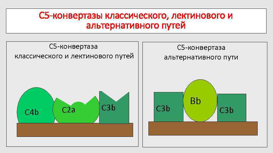 C 5 -конвертазы классического, лектинового и альтернативного путей C 5 -конвертаза классического и лектинового