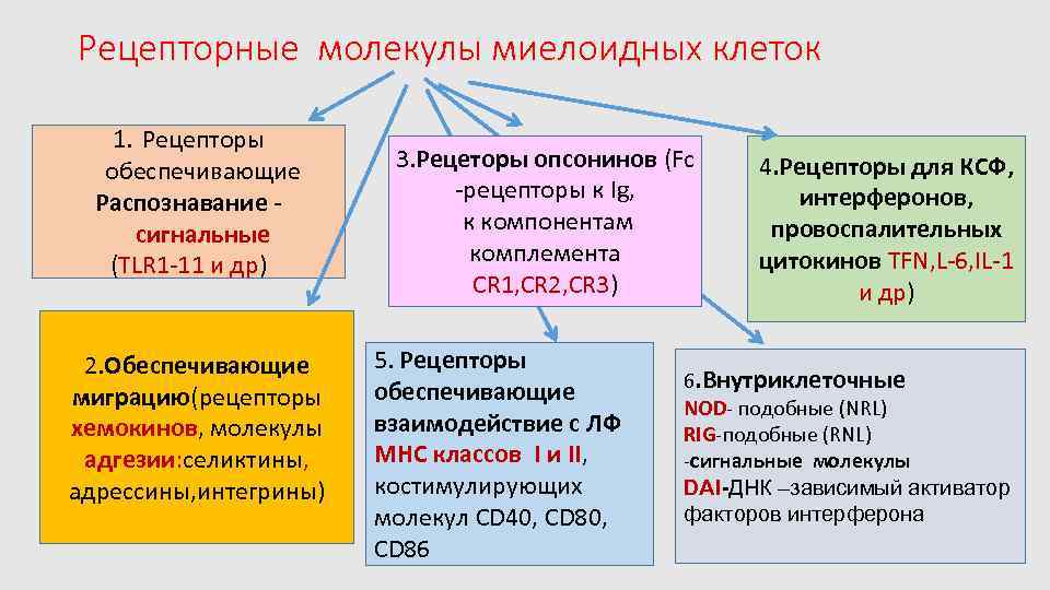 Рецепторные молекулы миелоидных клеток 1. Рецепторы обеспечивающие Распознавание сигнальные (TLR 1 -11 и др)