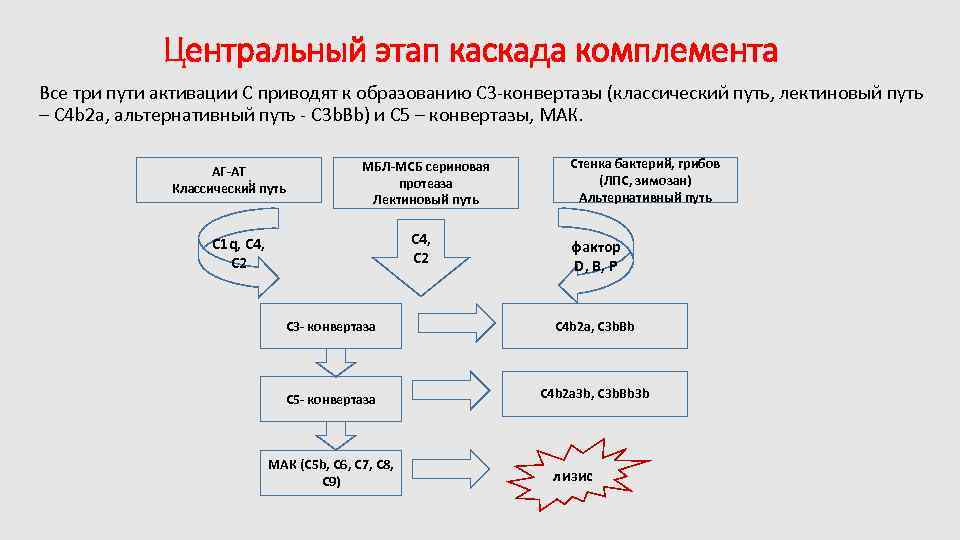 2 3 путь путь. Каскад реакций системы комплемента. Каскадный путь активации комплемента. Каскадный механизм активации комплемента. Образования с3-конвертазы классического пути активации комплемента..