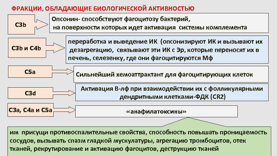 ФРАКЦИИ, ОБЛАДАЮЩИЕ БИОЛОГИЧЕСКОЙ АКТИВНОСТЬЮ Опсонин- способствуют фагоцитозу бактерий, C 3 b на поверхности которых