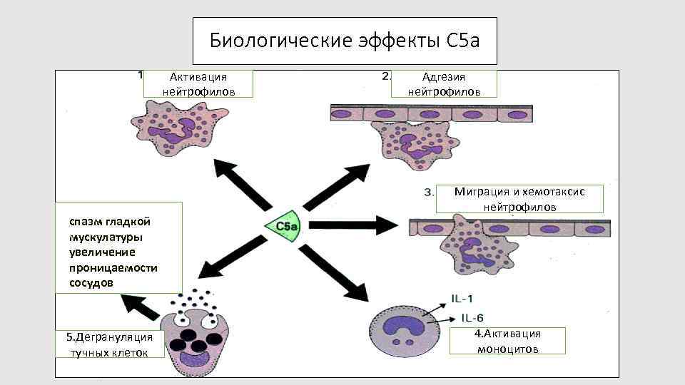 Биологические эффекты C 5 a Активация нейтрофилов спазм гладкой мускулатуры увеличение проницаемости сосудов 5.