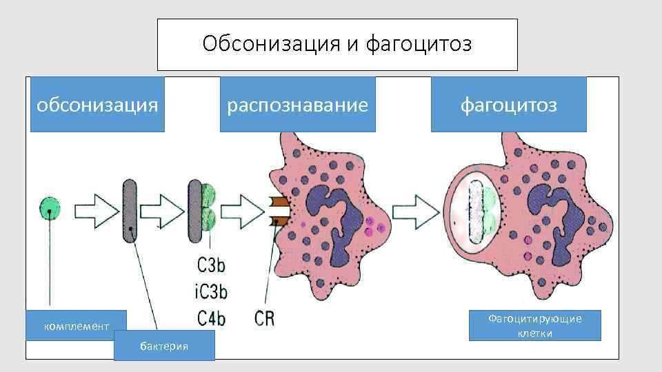 Обсонизация и фагоцитоз обсонизация комплемент бактерия распознавание фагоцитоз Фагоцитирующие клетки 