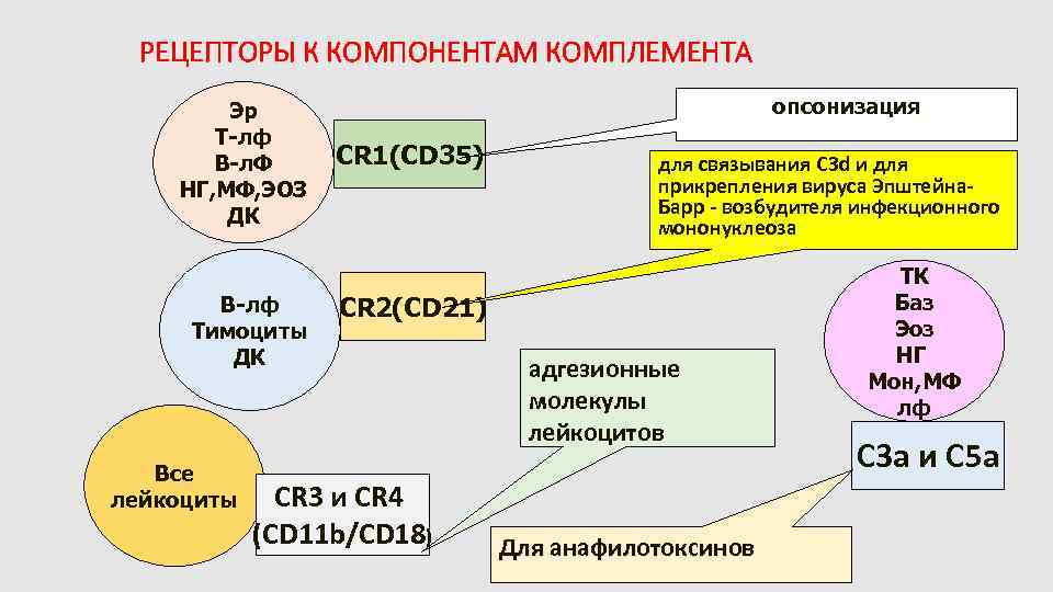 РЕЦЕПТОРЫ К КОМПОНЕНТАМ КОМПЛЕМЕНТА Эр Т-лф В-л. Ф НГ, МФ, ЭОЗ ДК В-лф Тимоциты