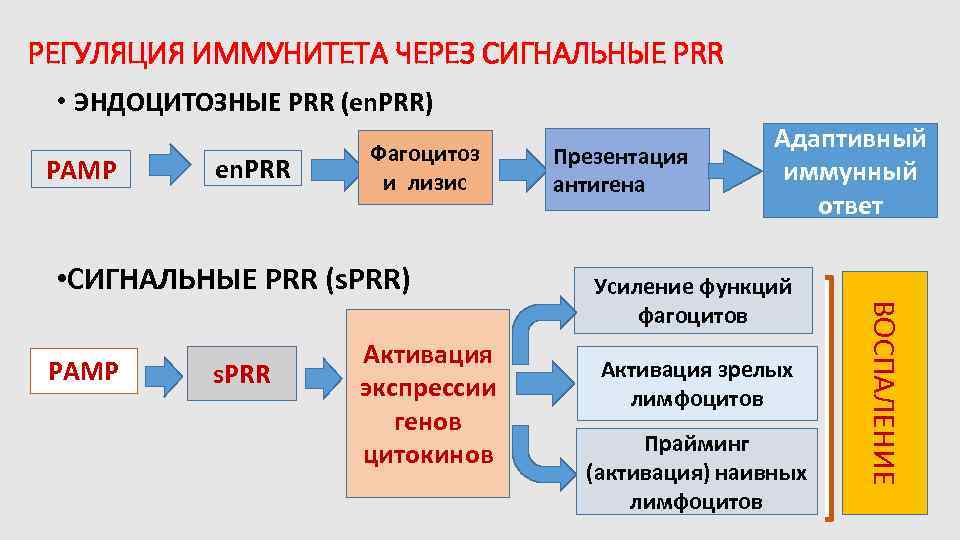 РЕГУЛЯЦИЯ ИММУНИТЕТА ЧЕРЕЗ СИГНАЛЬНЫЕ PRR • ЭНДОЦИТОЗНЫЕ PRR (en. PRR) Фагоцитоз en. PRR РАМР