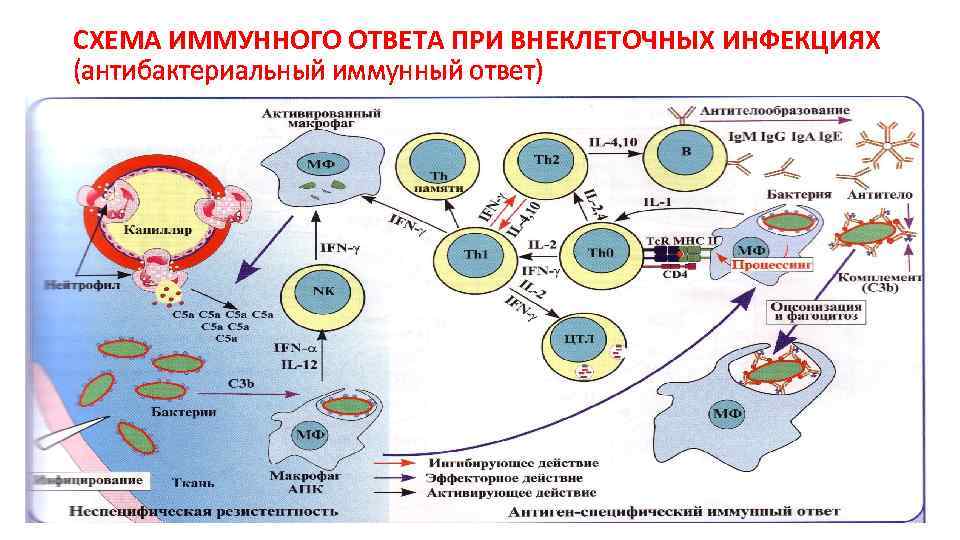 Инфекция часто развивается на фоне тест ответ