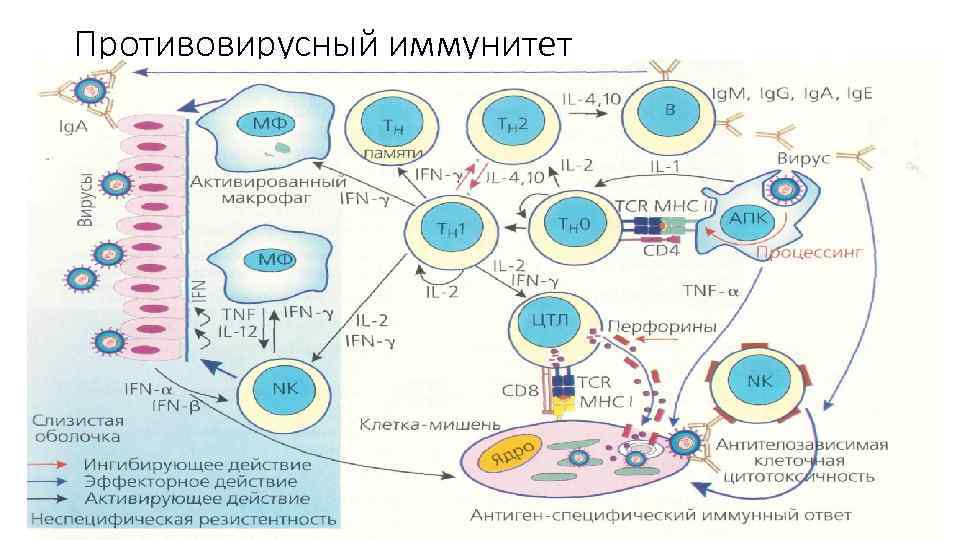 Схема противоопухолевого иммунитета