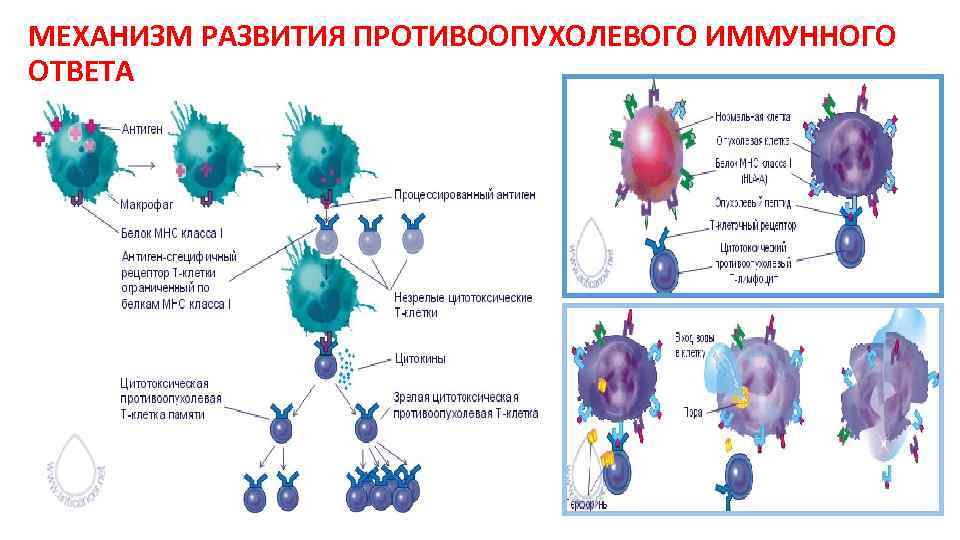 Схема противоопухолевого иммунитета