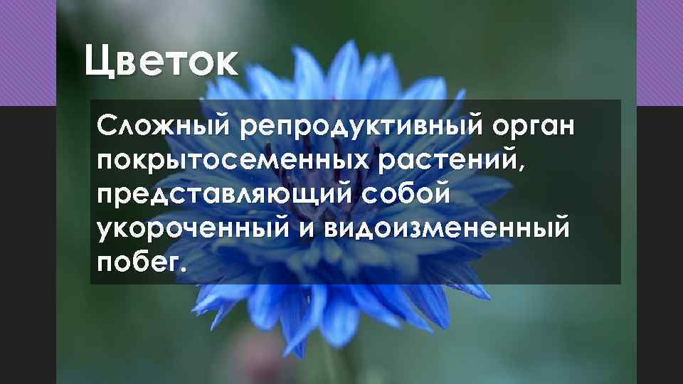 Цветок Сложный репродуктивный орган покрытосеменных растений, представляющий собой укороченный и видоизмененный побег. 