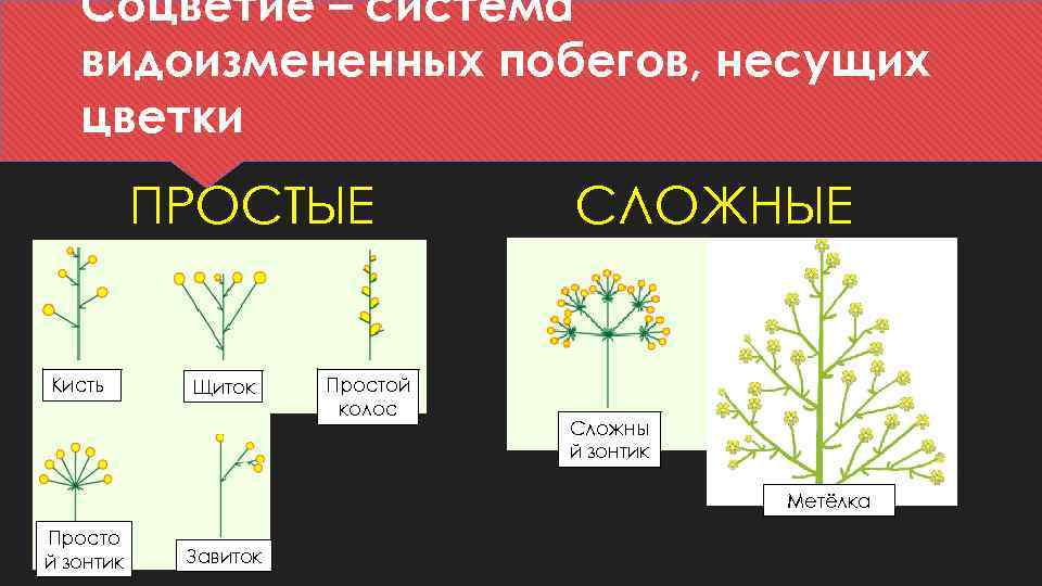 Тип соцветия у пшеницы. Видоизмененное соцветие. Соцветие Колос. Как называют побеги, несущие цветки соцветия?. Система видоизмененных побегов несущих цветки.