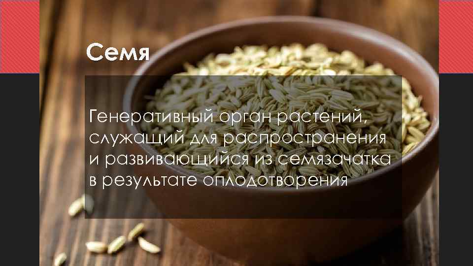 Семя Генеративный орган растений, служащий для распространения и развивающийся из семязачатка в результате оплодотворения