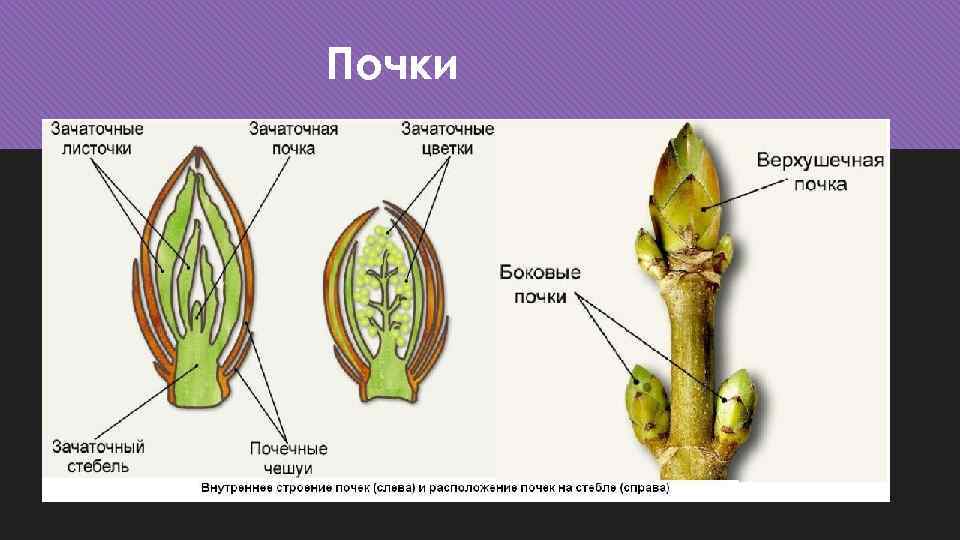 Почки растения схема