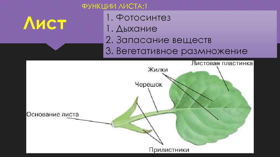 Какой орган яблони выполняет функцию воздушного питания. Функция листа у растений биология 6 класс. Лист строение и функции листа. Лист вегетативный орган растения. Функции листа растения.