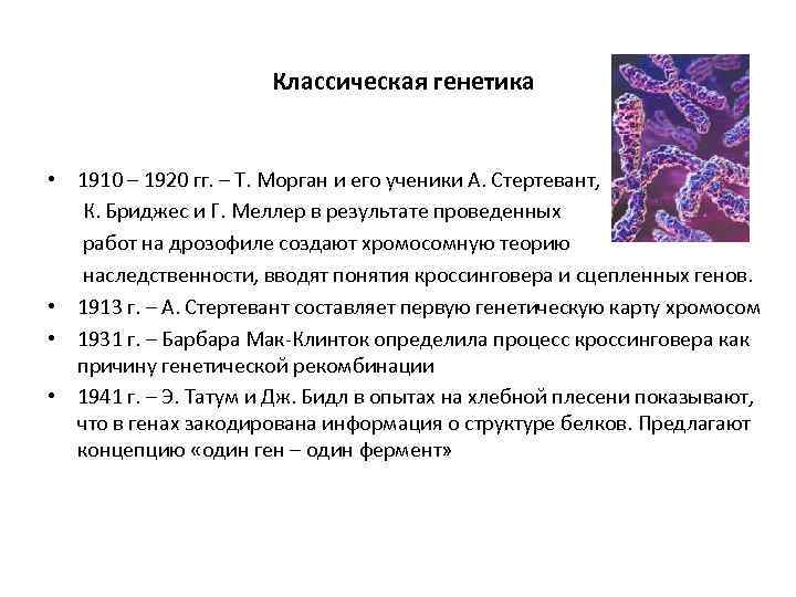 Классическая генетика • 1910 – 1920 гг. – Т. Морган и его ученики А.