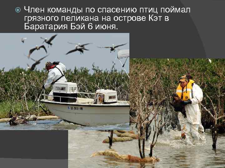  Член команды по спасению птиц поймал грязного пеликана на острове Кэт в Баратария