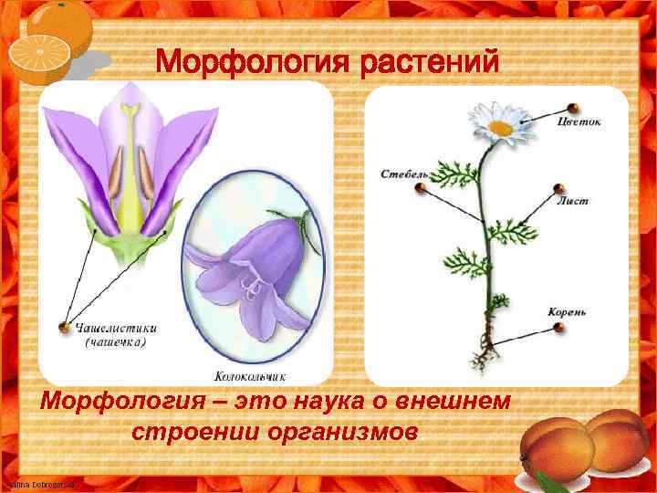 Морфология растений М Морфология – это наука о внешнем строении организмов. 